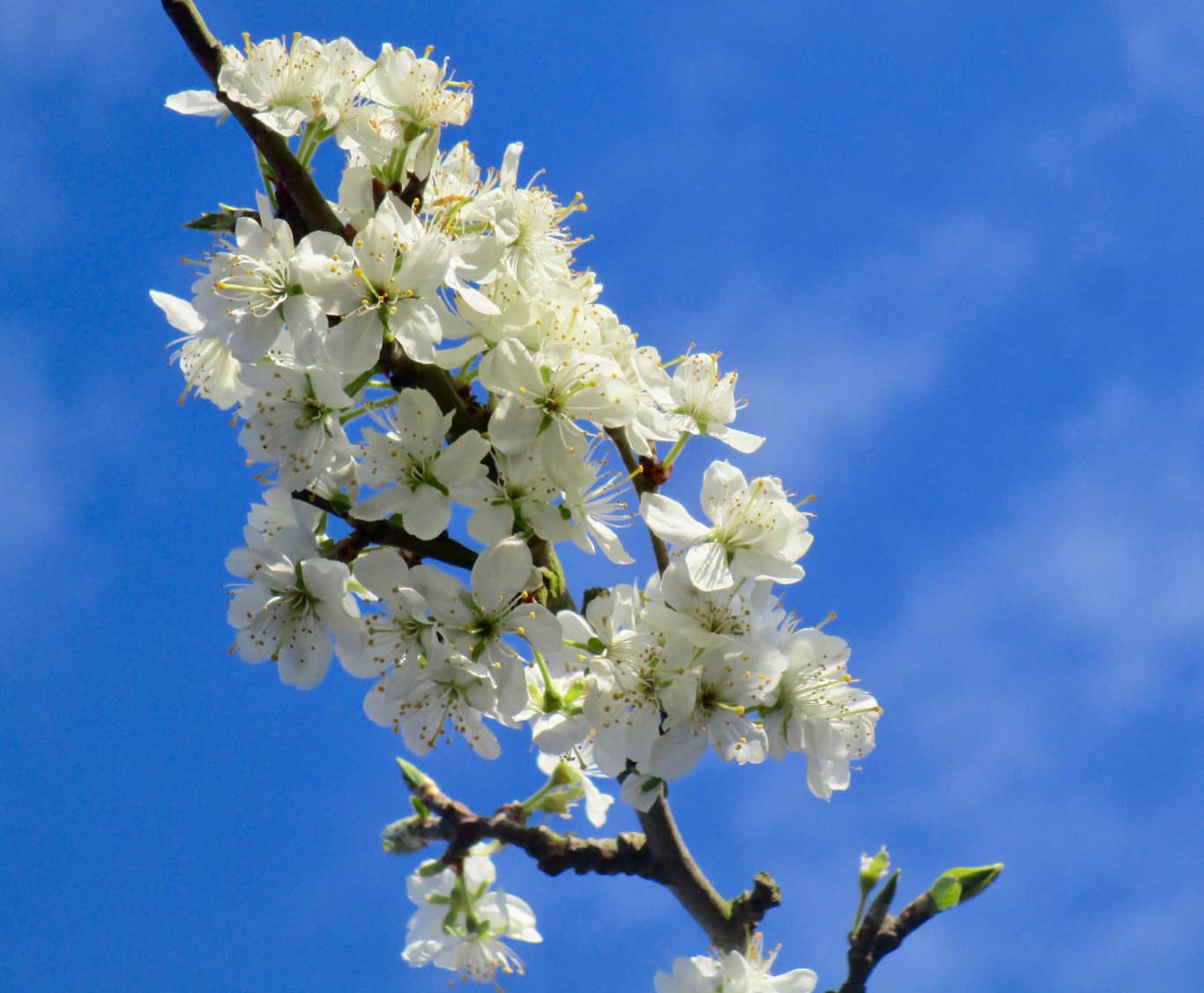 white blossom