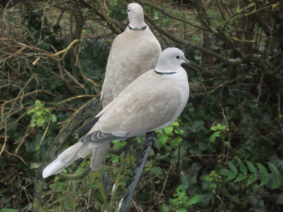 two white doves on the lawn