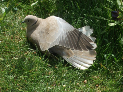 a dove with its wings outstretched