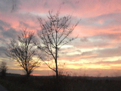 a sunset against trees