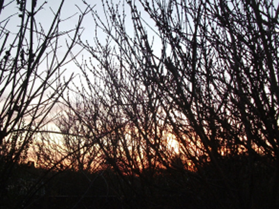 sunset behind branches