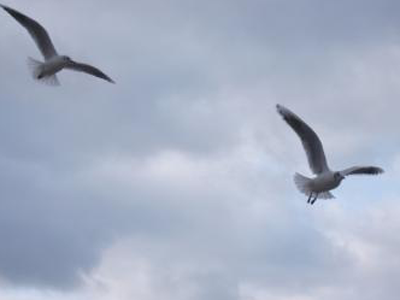 two seagulls in flight